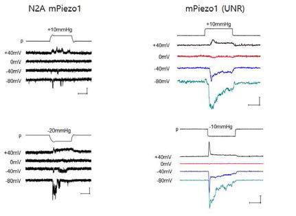 N2A cell에서의 전류와 HEK293T cell에 mPiezo1 DNA를 expression후 전류 비교