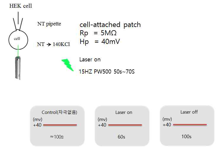 532nm Laser를 통한 Piezo ion channel 활성 유무 실험 protocol