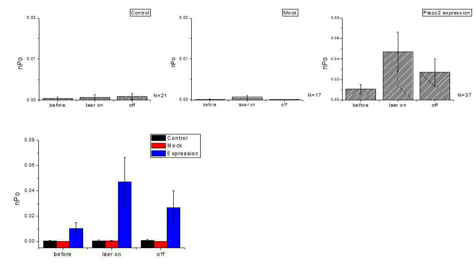 HEK293T cell에 hPiezo2 DNA expression 후 532nm Laser 자극 실험