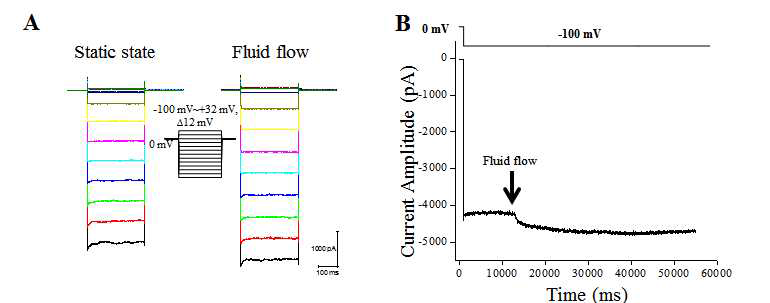유체 흐름(fluid flow)에 의한 이온 채널 활성화