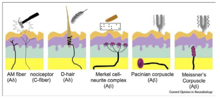 피부 기계적 감수기 및 신경말단 구조의 모식도