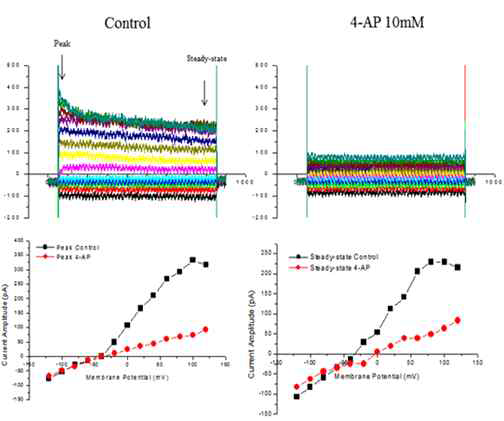 Merkel cell의 4-AP-sensitive potassium channel