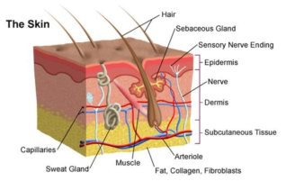 인체 피부조직의 일반적인 구조