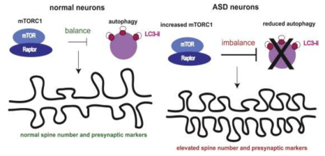 Autophagy 장애로 인한 synapse pruning 장애에 따른 자폐증 유발 기전