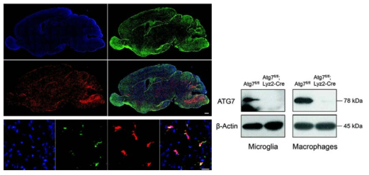 microglia, macrophage 배양에서 Atg7 단백질 발현 확인.