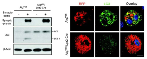 Microglia 세포내에서 synaptic component 관찰.