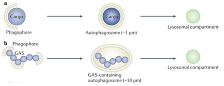 외부물질 분해에 관여되는 자가포식작용 기전