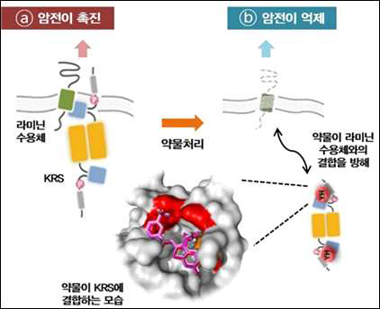 KRS에 의한 암세포의 전이 촉진 과정