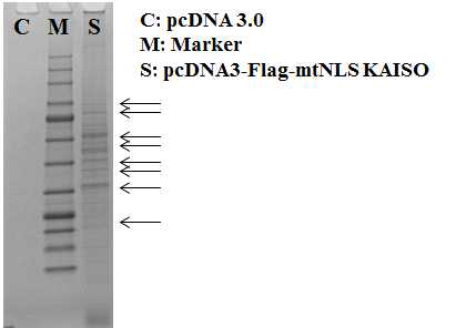 A549 세포에서 Flag mtNLS KAISO와 컨트롤 발현 벡터를 과발현한 후 Magnetic Flag conjugating bead를 사용하여 IP 하여 coomassie stain