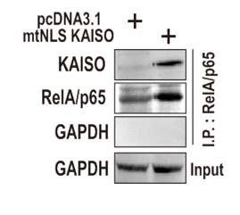 과발현된 mtNLS KAISO와 RelA/p65 의 상호결합 확인