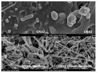 셀레늄 침전물 형성 (CN32와 Fe(II)의 영향)