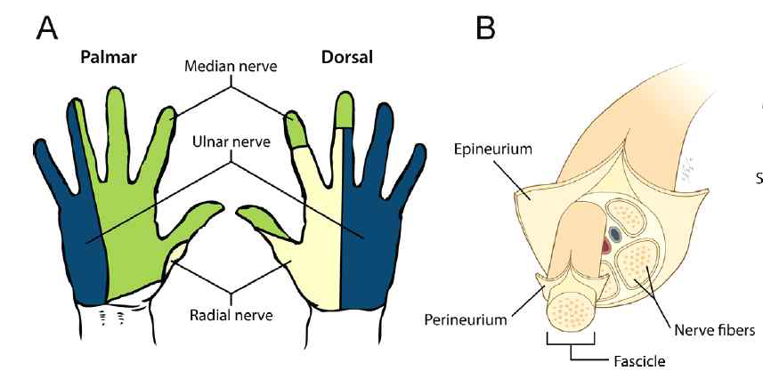 (A) 손의 3개의 감각신경의 분포도, (B) 신경 단면 그림