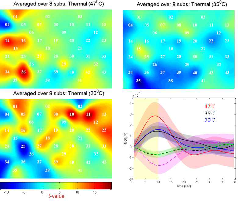 온도 자극에 대한 활성화된 혈류역학반응 데이터(8번 피험자의 데이터를 평균).