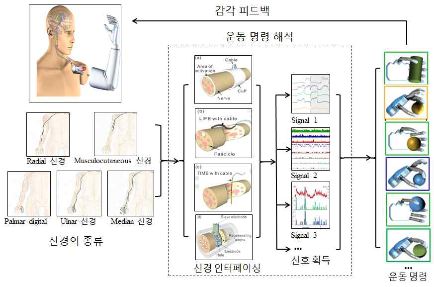 신경신호를 이용한 운동명령 해석.