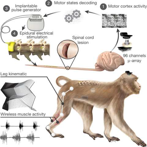 뇌-척추 인터페이스 기술 개념도(근전도 신호: 신전근(회색), 굴곡근(흑색), 걸음걸이:자세(회색), 움직임동작(흑색))