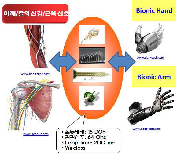 팔신경으로부터 운동명령 해독과 감각신호의 인코딩을 통한 바이오닉 손/팔의 제어 개념도.