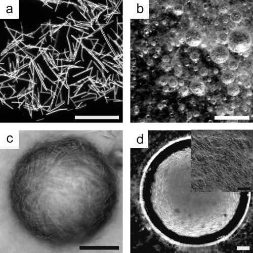 (a) Optical micrograph of the SU-8 microrods used as super stabilizers; (b) foam stabilized by rods; (c) micrograph of a single hairy air bubble covered by a layer of adsorbed rods; (d) single thin aqueous film formed from a suspension of SU-8 rods