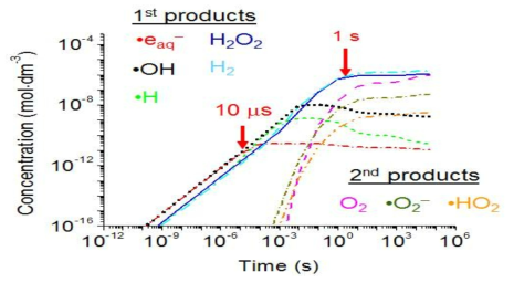 Time-dependent concentration changes of water radiolysis products evolved during the continuous exposure to gamma rays.