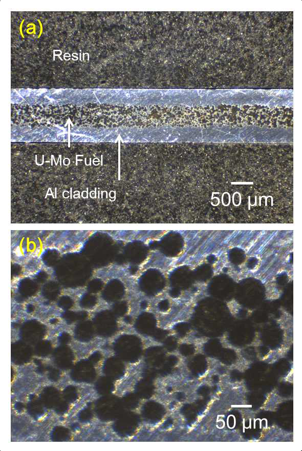 (a) Cross section of U-7Mo/Al-5Si fuel embedded in resin, and (b) U-7Mo/Al-5Si fuel meat composed of U-7wt%Mo particles dispersed in Al-5wt%Si matrix