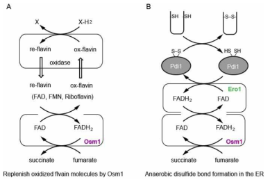 혐기성 환경에서 세포내 redox balance를 유지하는 Osm1 분자 기작 모델