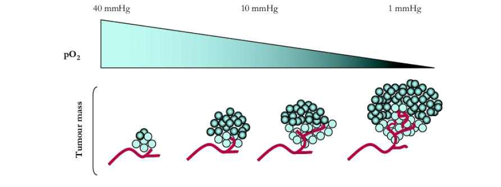암세포의 증식과 산소량과의 상관관계