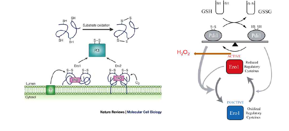 효모 소포체내 이황결합을 형성을 돕는 효소 기작 및 조절기작