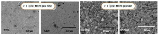 Cross-sectional microstructure and grain growth results for MgO-ZrO2 corroded at 650℃ for 7-thermal cycle