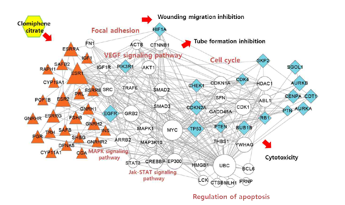 DR 후보 약물 Clomiphene citrate의 작용 기전 네트워크 모델