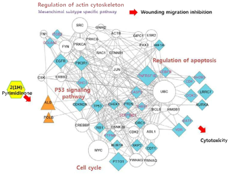 Mesenchymal, proneural subtype에 특화된 2(1H)-Pyrimidinone이 Mesenchimal에 작용할 때의 작용 기전 예측 네트워크 모델
