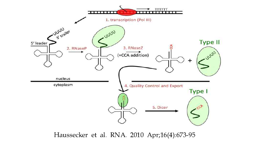 tRNA로부터 small RNA가 유도되는 과정