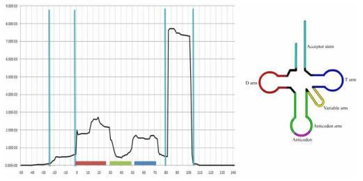 Cancer에서 tRNA에서 유래된 reads의 tRNA 구조상 alignment된 분포도