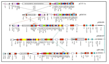 E. coli에서 분리된 CTX-M-15을 갖는 플라스미드 내 CTX-M-15 ESBL 유전자 주변의 항생제 내성 지역