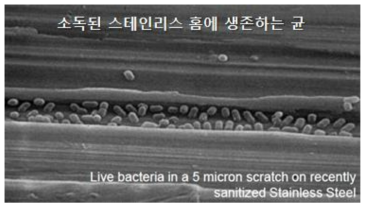 소독 처리된 스테인리스 미세 홈에서 생존하고 있는 박테리아의 예