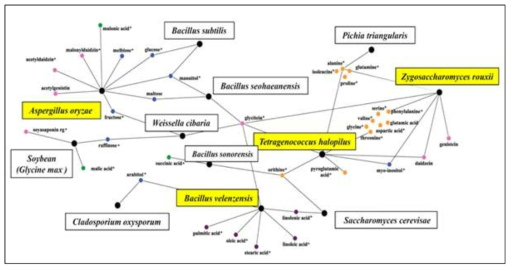 된장 공정별 미생물 및 대사체 분석을 통한 상관관계 네트워크 규명
