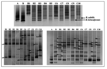 DGGE 분석을 통한 미생물 된장 발효기간별 미생물 군집의 변화 분석