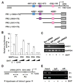 DHT의 Androgen Response Elements (AREs) binding을 통한 ANO1 promotor의 활성화