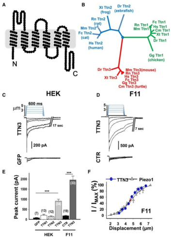 slow-inactivation kinetics을 보이는 Mechanosensitive 이온 채널인 TTN3