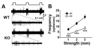WT과 KO 쥐의 ex-vivo 근육-신경 조직에서 stretch에 의한 근방추 신경 활성.