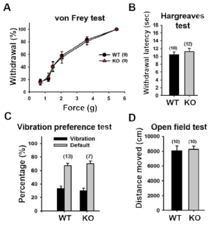 Ttn3 KO 쥐의 촉각, 통각 행동 실험 및 활 동 정도 측정
