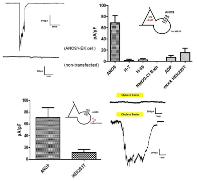 Whole cell 패치 클램프를 통한 cAMP에 의한 ANO9 전류측정