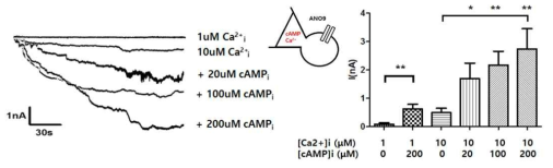 Whole cell 패치 클램프를 통한 칼슘과 cAMP 의존적 ANO9 전류 측정