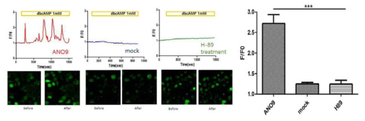 Fluo-3 AM 칼슘 dye를 이용한 ANO9의 calcium influx 확인