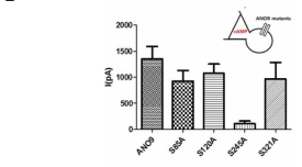 Inside-out 패치클램프를 통한 PKA에 의한 전류측정과 ANO9 mutant들의 cAMP 활성