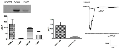 대장세포에서의 cAMP에 의한 ANO9 전류와 siANO9 처리 후의 전류