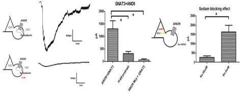 Gustducin에 의해 활성화 되는 ANO9, 세포 내 소듐 이온의 효과