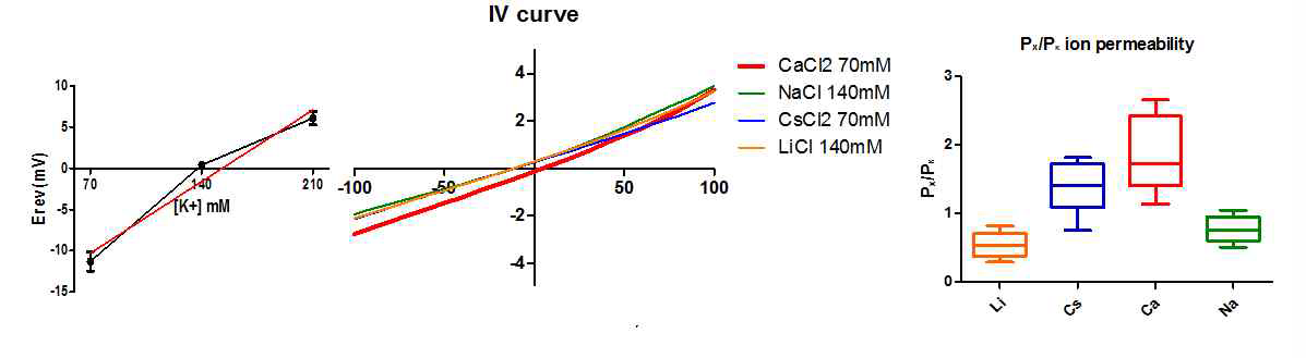 KCl 용액에서의 Erev변화, 각 이온별 IV curve, K+대비 여러 양이온의 투과도