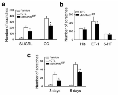 Conditional knock-out of Ano1 in DRGs reduced dry-skin evoked itch as well as chloroquine (CQ)-, or Ser-Leu-IIe-Gly-Arg-Leu (SLIGRL)-induced scratching behaviors.