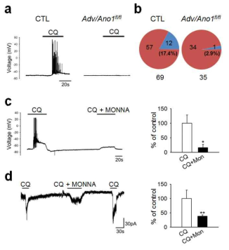 ANO1 mediates CQ-induced excitation of DRG neurons.