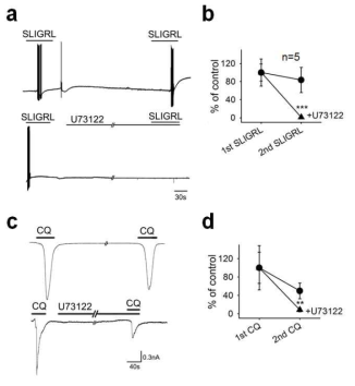 CQ-and SLIGRL-induced responses are mediated via PLC signaling pathway.