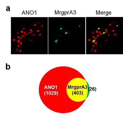 MrgprA3+neurons are co-localized in ANO1 expressing neurons